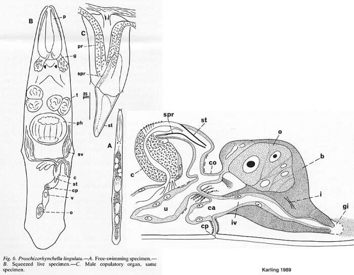 Слика од Proschizorhynchella lingulata Karling 1989