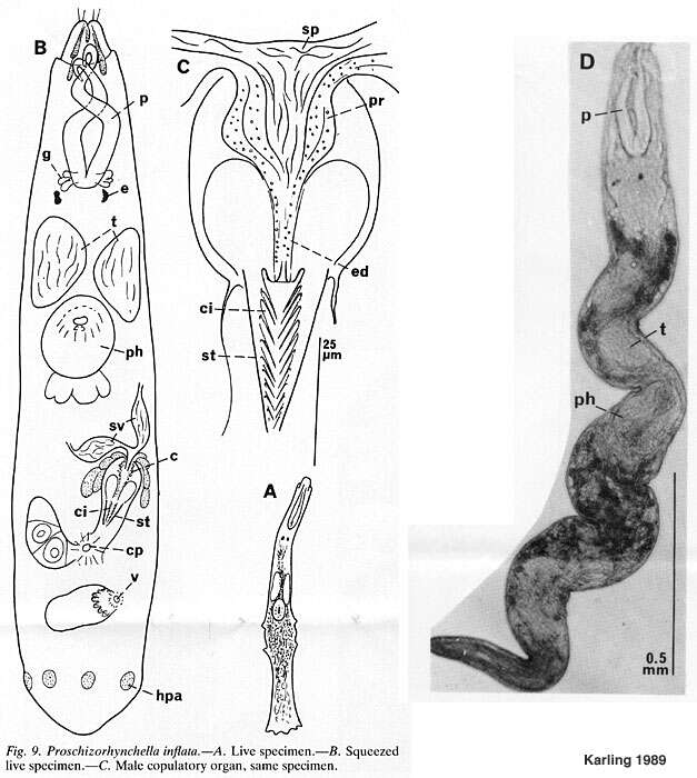 Слика од Proschizorhynchella inflata Karling 1989