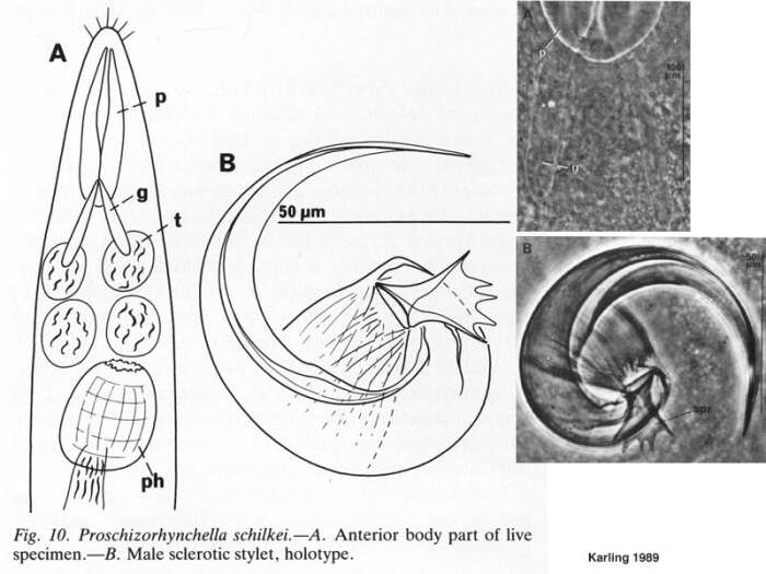 Слика од Proschizorhynchella schilkei Karling 1989