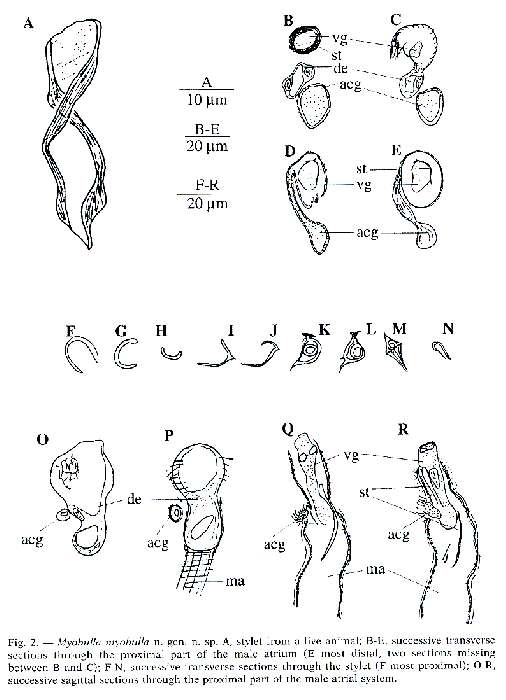 Image of Myobulla