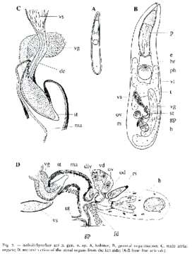 Image of Sabulirhynchus