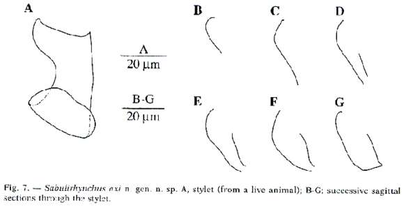 Image of Sabulirhynchus