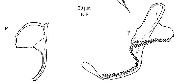Image of Austrorhynchus