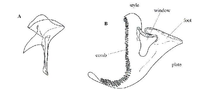 Image of Austrorhynchus magnificoides Artois, Vermin & Schockaert 2000