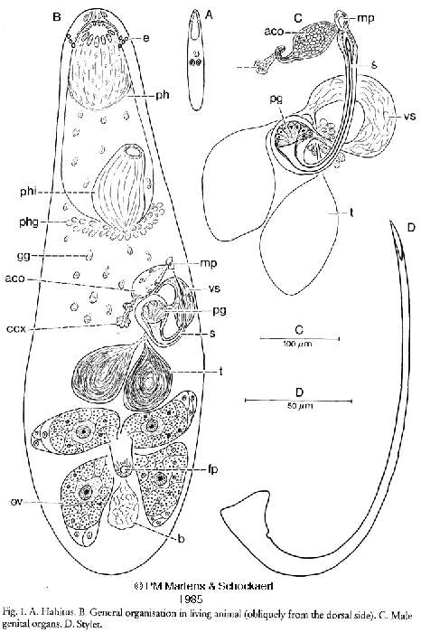 Слика од Gnosonesimida