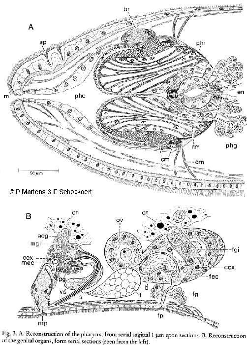 Image of Gnosonesimida