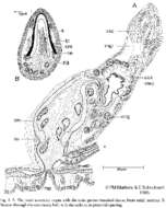 Image of Gnosonesimida