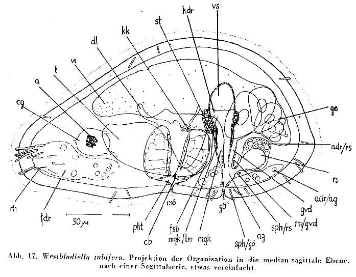 Image of Westbladiella tubifera Riedl 1956