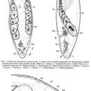 Image of Childianea coomerensis Faubel & Cameron 2001