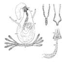 Image of Promonotus wilsoni (Stirewalt, Kepner & Ferguson 1940)