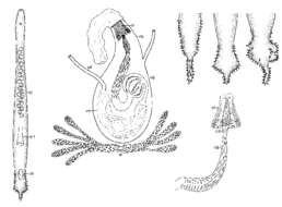 Image of Promonotus wilsoni (Stirewalt, Kepner & Ferguson 1940)