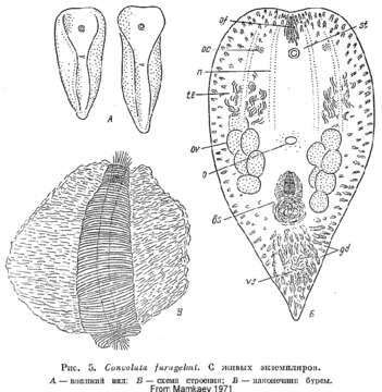 Image of Convoluta furugelmi Mamkaev 1971