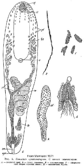 Image of Pseudohaplogonaria opisthandropora (Mamkaev 1971)