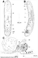 Imagem de Haplogonaria phyllospadicis Hooge & Tyler 2003