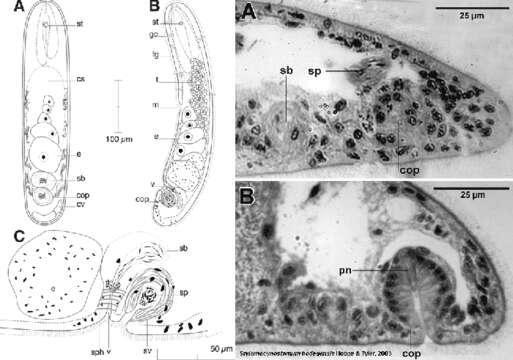 Image of Stylomecynostomum