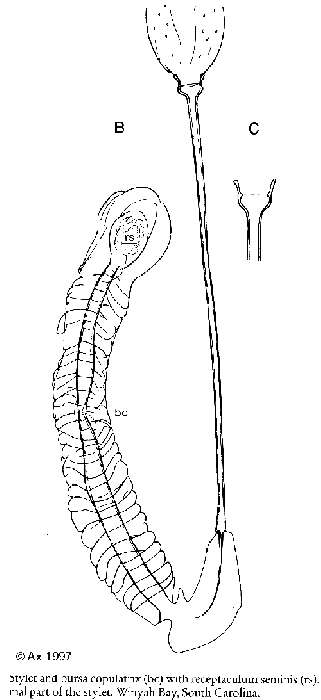 Image of Vejdovskya parapellucida Ax 1997