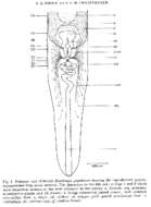 Image of Kronborgia pugettensis Shinn & Christensen 1985