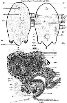 Image of Amphiscolops trifurcatus (Beltagi 1983)