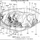 Image of Amphiscolops trifurcatus (Beltagi 1983)