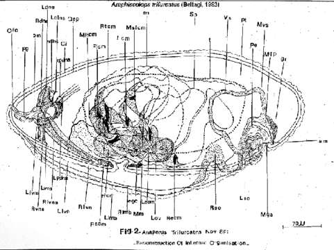 Image of Amphiscolops trifurcatus (Beltagi 1983)