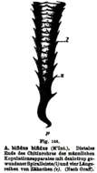 Image of Astrotorhynchus bifidus bifidus (McIntosh 1874)