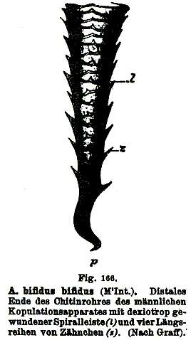 Image of Astrotorhynchus bifidus (McIntosh 1874)