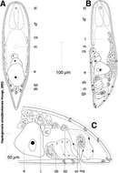 Imagem de Haplogonaria stradbrokensis Hooge 2003