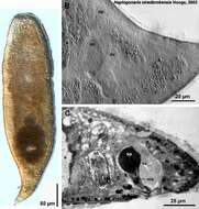 Image of Haplogonaria stradbrokensis Hooge 2003