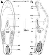 Image of Polycanthus