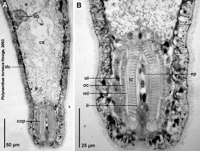 Image of Polycanthus