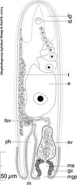 Image of Diopisthoporus lofolitis Hooge & Smith 2004