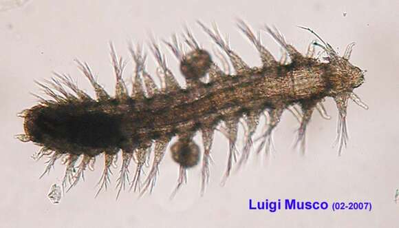Image de Erinaceusyllis belizensis (Russell 1989)