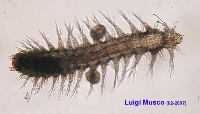 Image of Erinaceusyllis belizensis (Russell 1989)
