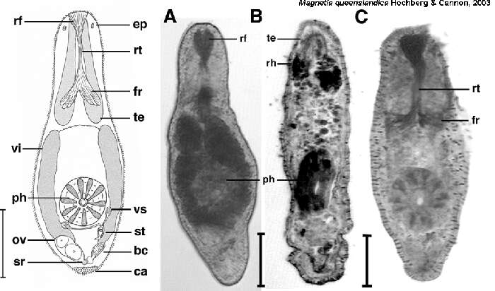 Image of Magnetia