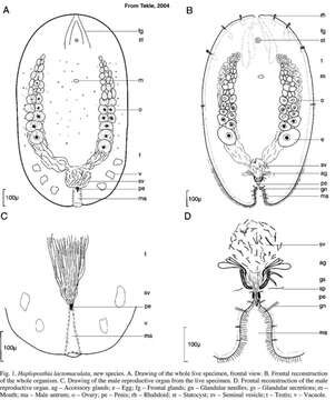 Imagem de Haploposthia lactomaculata Tekle 2004