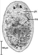 Image of Cephalopharynx