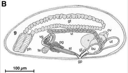 Image of Cephalopharynx