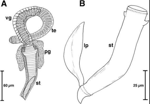 Image of Cephalopharynx