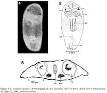 Image de Miroplana