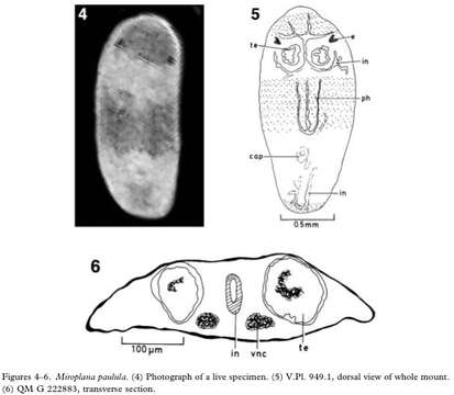 Image de Miroplana