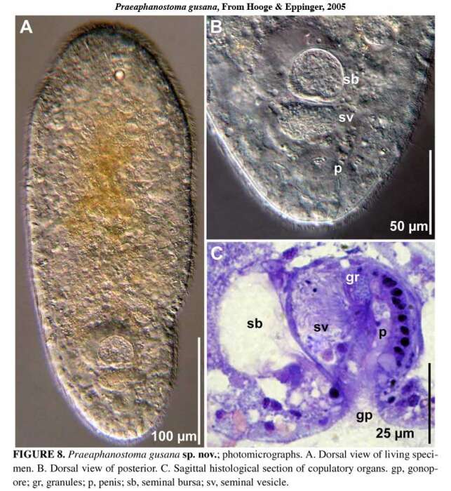 Imagem de Praeaphanostoma gusana Hooge & Eppinger 2005