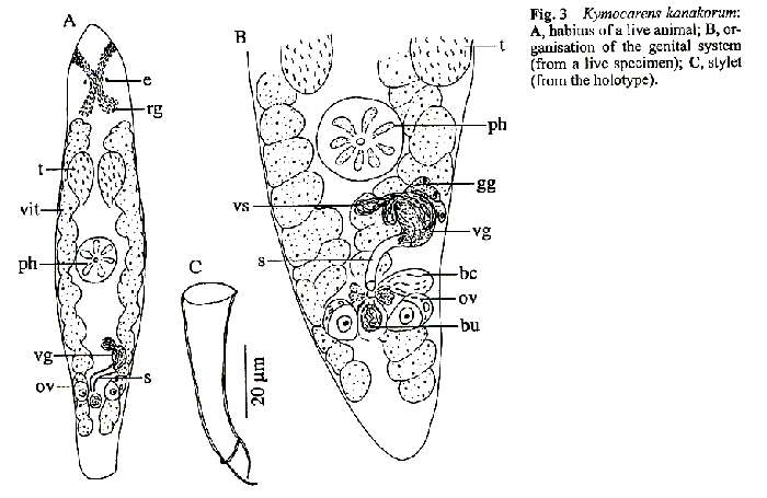 Image of Kymocarens kanakorum Willems, Artois, Backeljau & Schockaert 2005