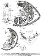 Image of Kaitalugia lydieae Willems, Artois, Backeljau & Schockaert 2005