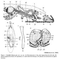 Image of Gandalfia