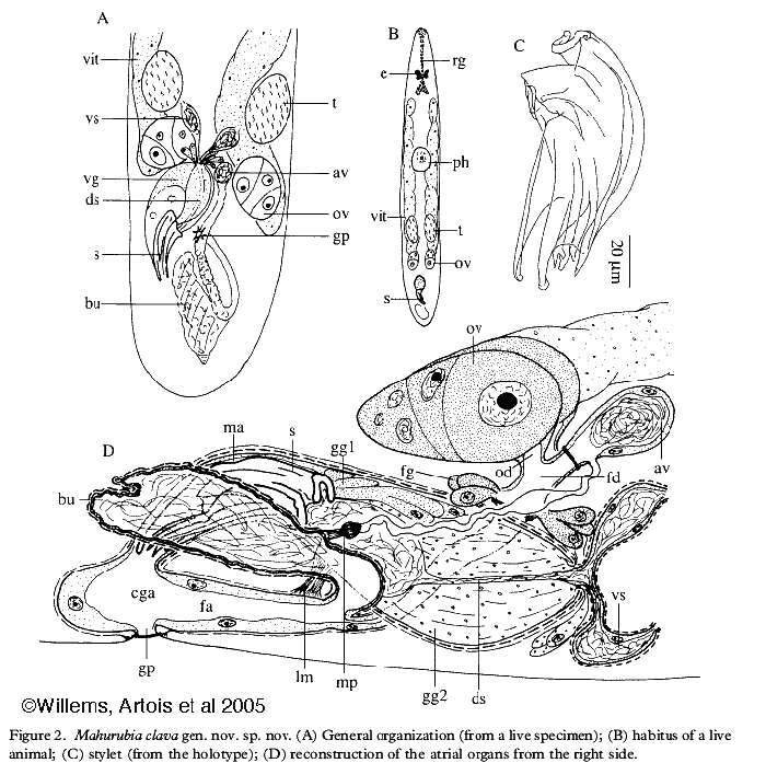 Image of Mahurubia