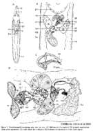 Image of Parapharyngiella