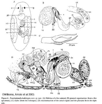 Image of Poseidoplanella