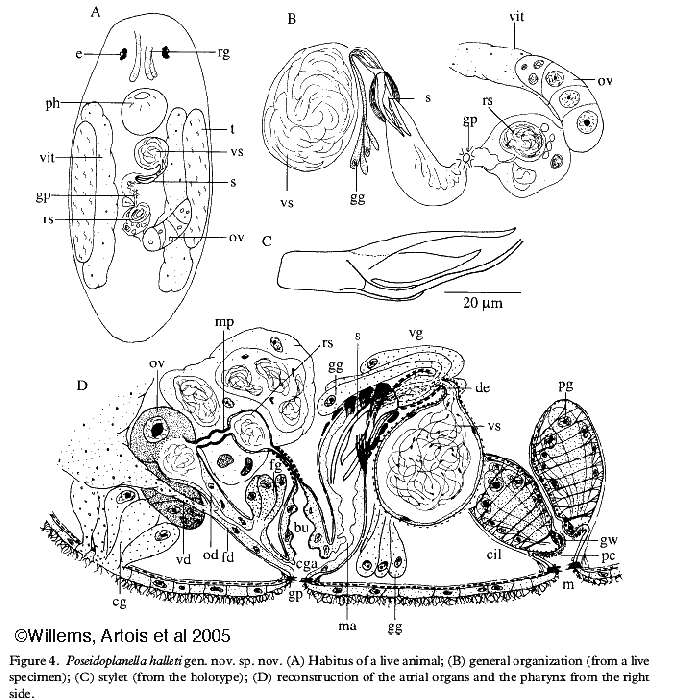 Image of Poseidoplanella