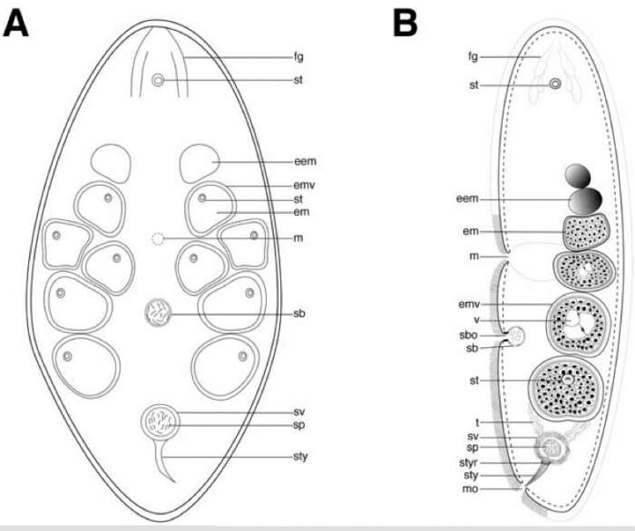 Image of Childia vivipara Tekle, Raikova & Jondelius 2006