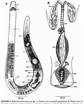 Image de Theama forrestensis Bulnes & Faubel 2003